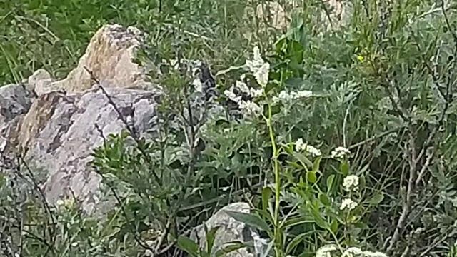 11. Гора Теплая (728 метров). 2 июня 2024 года. смотреть онлайн