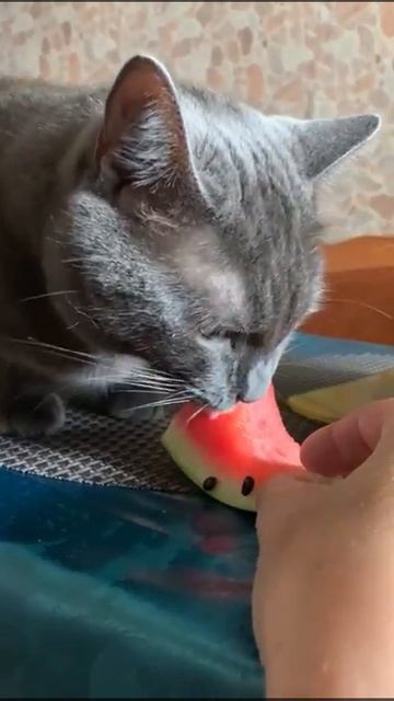 Кот ест арбуз смотреть онлайн