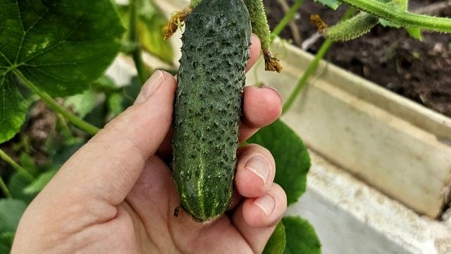 1 ЛОЖКА НА ВЕДРО — И ЗЕМЛЯ КАК ЧЕРНОЗЁМ! Урожай БЬЁТ РЕКОРДЫ после этого полива! смотреть онлайн