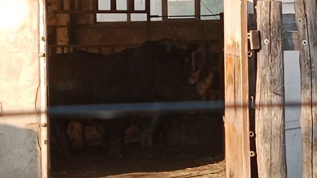 Носорог 🦏🦏.В старооскольском зоопарке близ хутора Ч смотреть онлайн