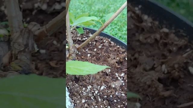 КОГДА и КАК нормировать МЕТЕЛЬЧАТУЮ гортензию. Diamant Roug