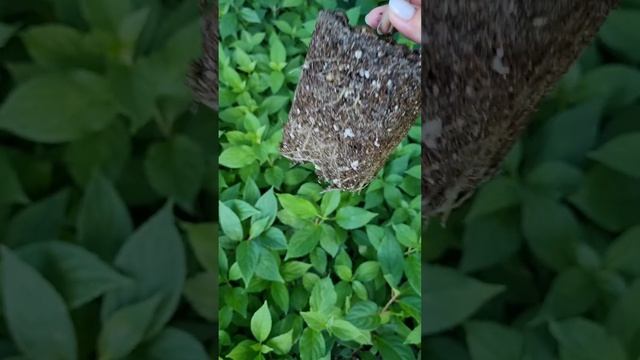 деревянные черенки гортензии через 4 месяца. Мой резул смотреть онлайн