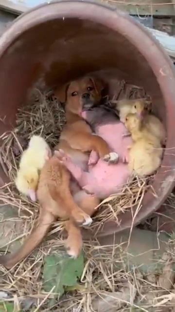 на ферме должны быть дружные#shorts смотреть онлайн