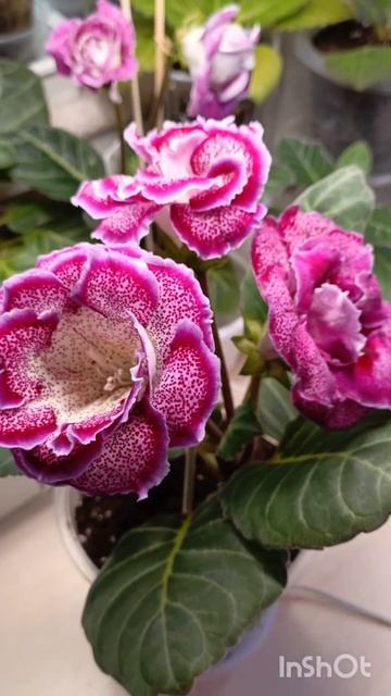 С ума сойти какая красота 🤗🧚♂🧚♂🧚♂#глоксини? смотреть онлайн