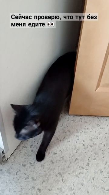 дверь в кухне должна быть открыта ))) #тучка #мышка #коти смотреть онлайн