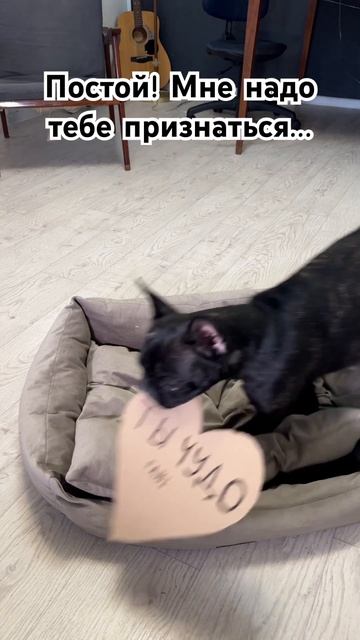 Всех с днём Святого Валентина 🙌🏻 #собаки #милота #14фе смотреть онлайн