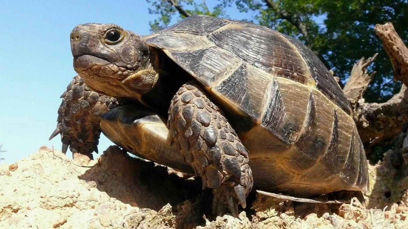 Самые Оригинальные Способы Защиты у Животных смотреть онлайн