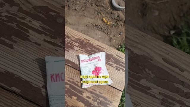 Смешайте семена свеклы с этим порошком, и она порадует вас крупным и сладким урожаем без болезней смотреть онлайн