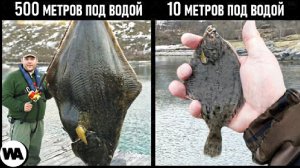 Почему Рыба Становится Гигантами Глубоко Под Водой