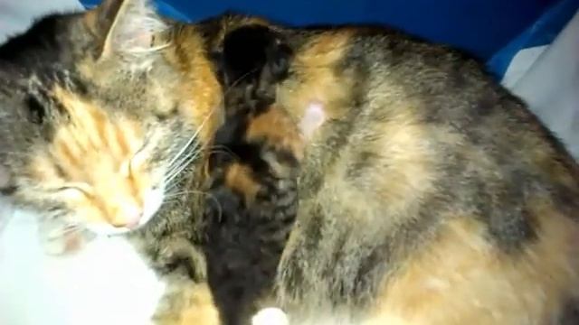 КОШКИ ПРИКОЛИСТКИ В ДЕТСТВЕ Приколы Про Кошек Смешные Кошки Смешные Милые Котята Funny Cats Video смотреть онлайн