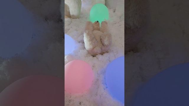 Торговый центр "Горизонт" в Ростове-на-Дону. Новогодня смотреть онлайн