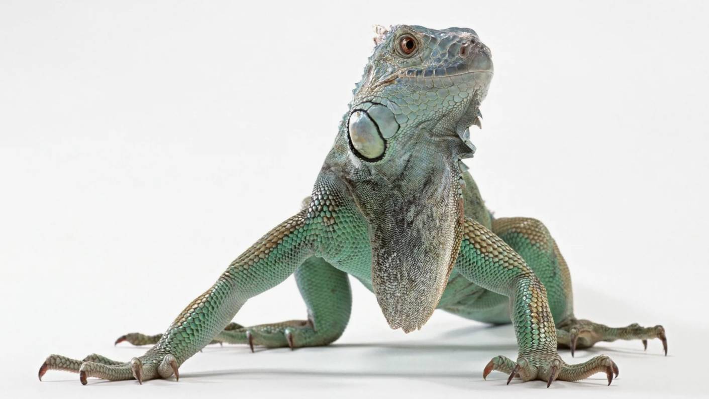 Жизнь животных: Ящерицы смотреть онлайн