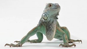 Жизнь животных: Ящерицы