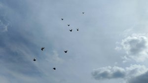 Николаевские голуби тренировка молодых 2025 г. вывода.