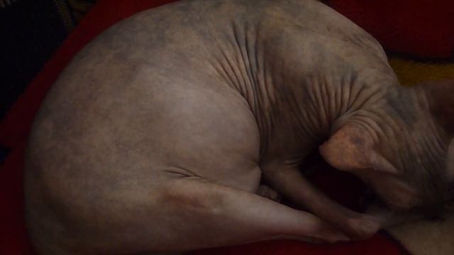 шевеления у кошки в животике смотреть онлайн