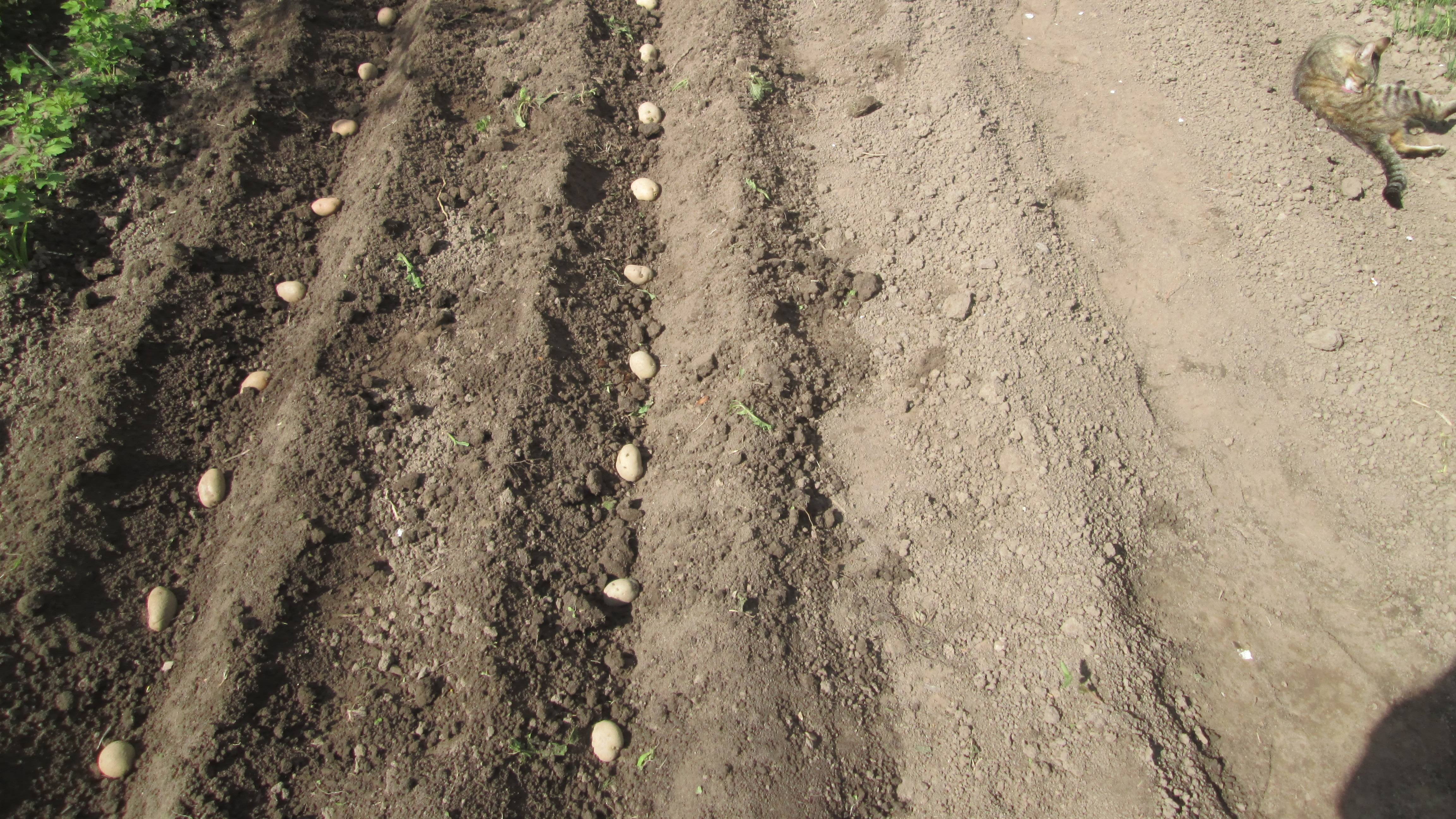 Посадка раннего картофеля