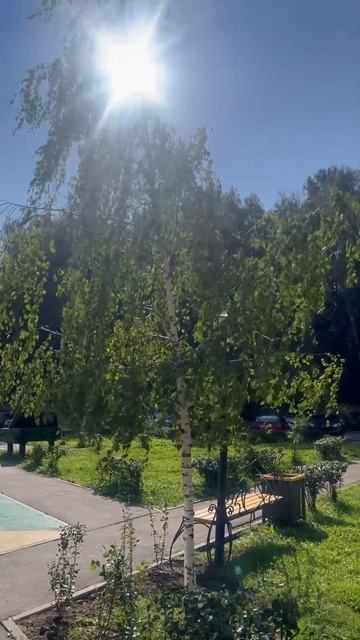 Ветер просто шикарно играет с листочками и веточками ? смотреть онлайн