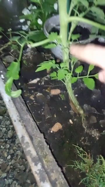 Укореняю помидоры и огурцы часть 1. Эксперименты дяди ?