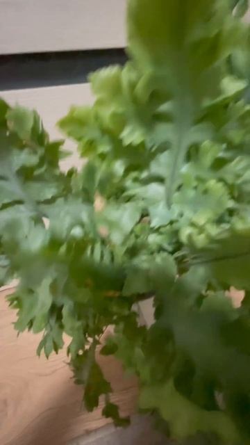 Папоротник Флебодиум Давана в минеральном грунте. #па? смотреть онлайн