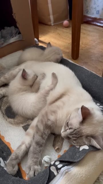 Котята#сколько в день#едят котята#Милка#cats#cat#kitten# смотреть онлайн