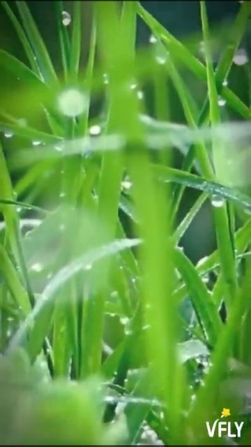 обои для телефона специально для девочек:) Hibaby смотреть онлайн