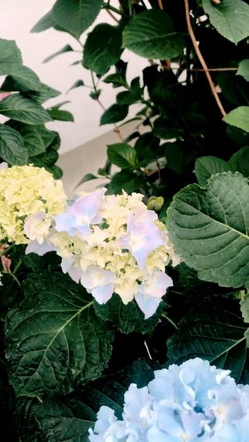Гортензия Спайк/Hydrangea Spike/ Садовая Палитра смотреть онлайн