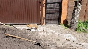 Лиса-Алиса. Лиса ночью сделала подкоп и ушла гулять на улицу