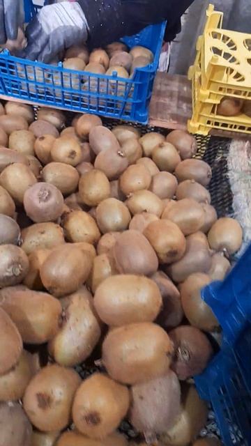 Ясер Эршад Трейдинг упаковки киви на экспорт, номер What смотреть онлайн