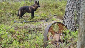 Удачная разведка!Нашел рекордное количество поверхностного мталла!  Укус клеща рушит все планы!!