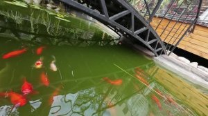 Экшн-камера DJI Osmo Action 4 Adventure Combo - пример подводной съёмки