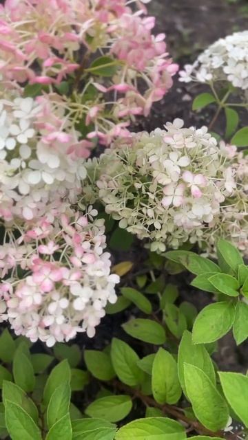 Обзор моей молодой гортензии сорта Бобо смотреть онлайн