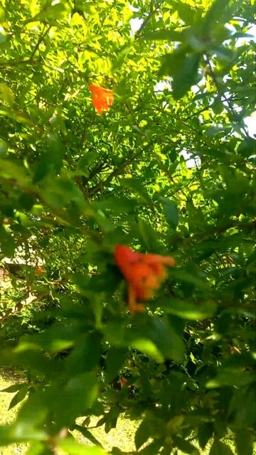 Цветёт гранат.