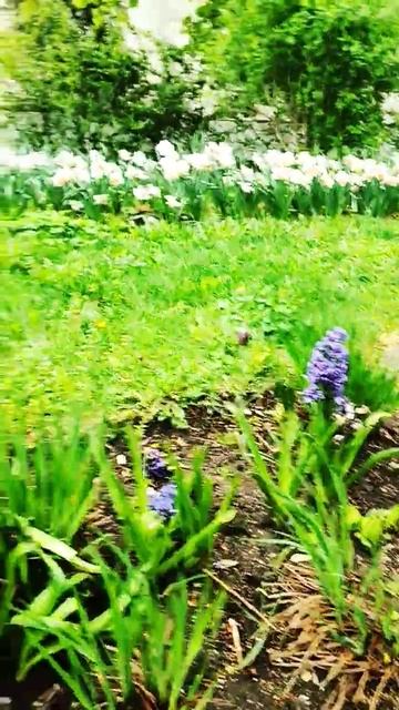 Цветы фиолетовые и нарциссы #весна #цветы #нарциссы