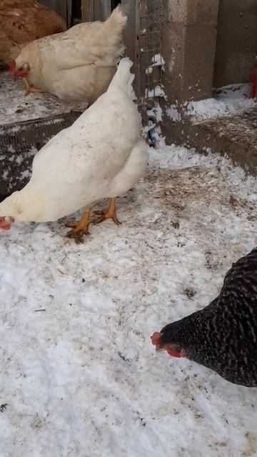 Февральские курочки в декабре! #курынесушки #chick #куры #