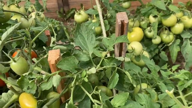 Помидоры фирмы Партнер Детерминантные для открытого грунта