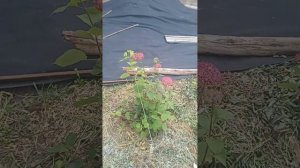 3. сравнение древовидных гортензий Свит Аннабель Руби