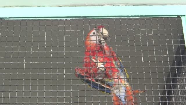 Попугаи в Новосибирском зоопарке