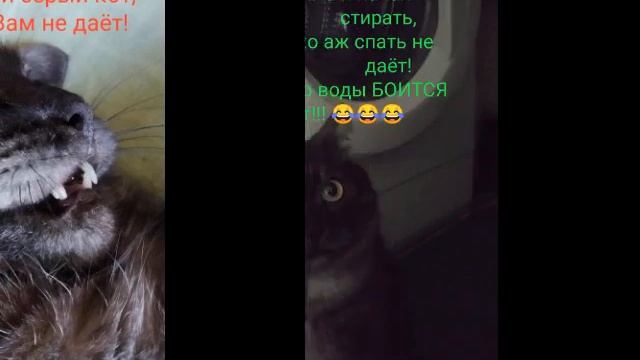 Лучшие приколы про кота! Часть 1 смотреть онлайн