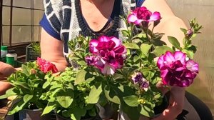 Посадка вегетативной петунии!! Супер красиво!!