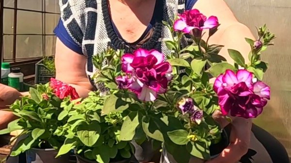 Посадка вегетативной петунии!! Супер красиво!!