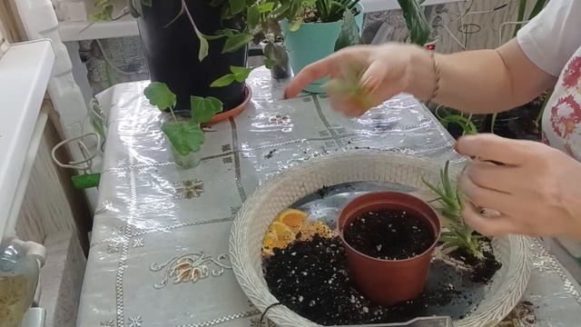 🌱Посадка Алоэ, 3 в1 горшок смотреть онлайн