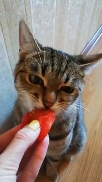 Кот ест помидор смотреть онлайн
