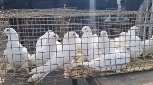 Весенняя Ярмарка голубей Алматы 2025. Начало сезона.