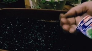 ПЕТРУШКА ИЗ СЕМЯН НА ПОДОКОННИКЕ, ВЫРАЩИВАЕМ ЗЕЛЕНЬ Д?