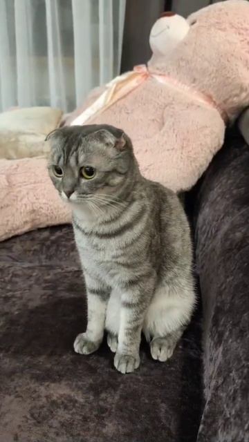 Котапризрок смотреть онлайн