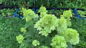 Гортензия Bonfire. Бонфаер. #метельчатая#гортензия#бонфае