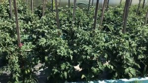 Я нашла идеальную схему посадки Томатных Гномов. Показываю наглядно!