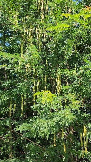 Акация. Стрючки висят. смотреть онлайн