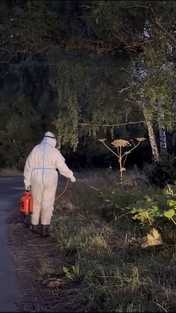 химическая борьба с борщевиком сосновского #антиборщ? смотреть онлайн