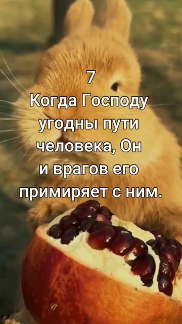 Притчи 16 глава 1-13 #заяц🐰 #rabbit #тюлень #банан #гранат #ви смотреть онлайн